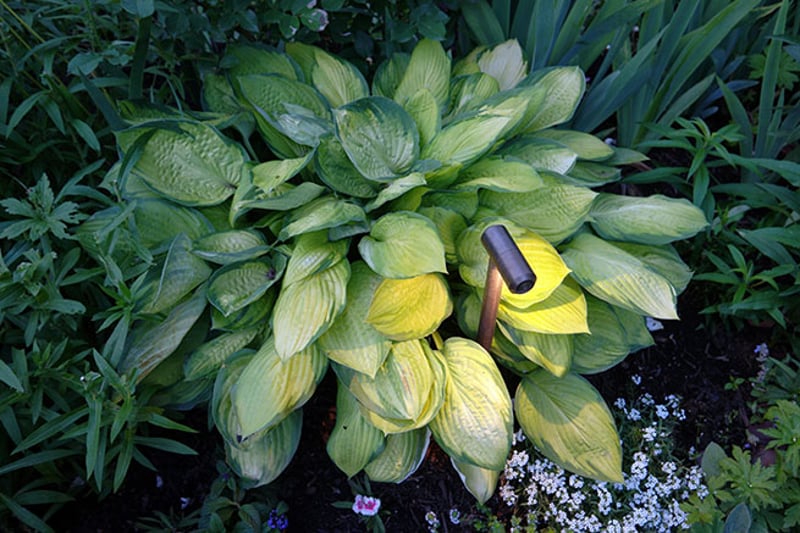 Shakespeare Garden preview 6