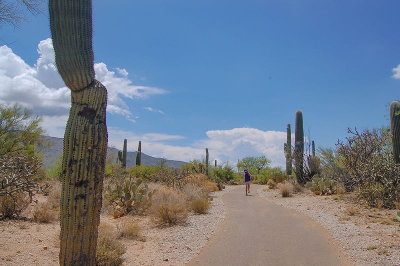 Saguaro National Park East
