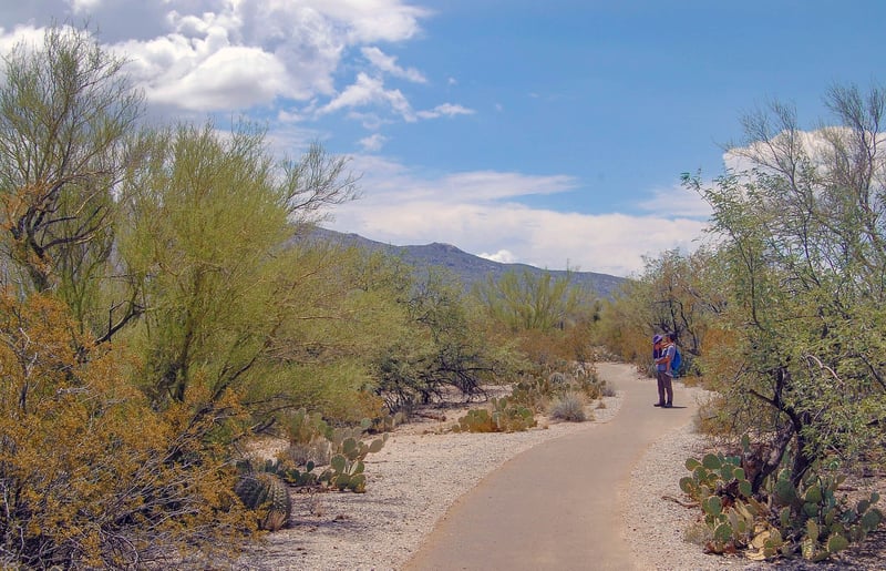 Saguaro National Park East preview 3