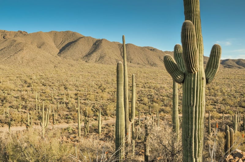 Saguaro National Park East preview 5