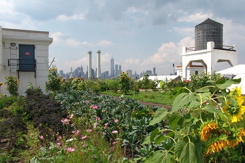 Brooklyn Grange Rooftop Farm #2 at Brooklyn Navy Yard, Building No. 3  preview 2