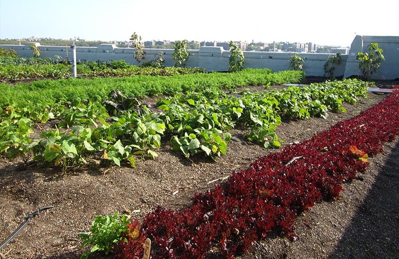 Brooklyn Grange Rooftop Farm #2 at Brooklyn Navy Yard, Building No. 3  preview 3