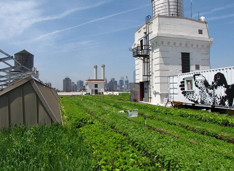 Brooklyn Grange Rooftop Farm #2 at Brooklyn Navy Yard, Building No. 3  preview 4