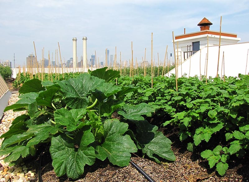 Brooklyn Grange Rooftop Farm #2 at Brooklyn Navy Yard, Building No. 3  preview 5