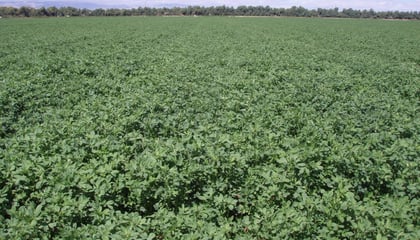 Crop Solutions: Drip Irrigation On Alfalfa