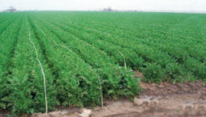 Grower Solutions: Drip Irrigation Helps Vegetable Growers Overcome Challenges