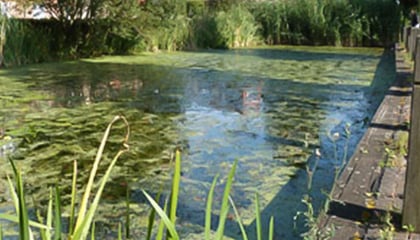 Enfield Island Village