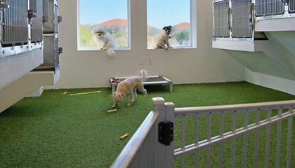 McGregor Vet Camp
