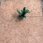 View BioD-Weedmat Weed Control Mat