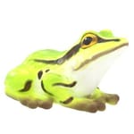 View Frog Climber