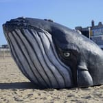 View Whale Climber
