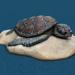 View Sea Turtle Climber