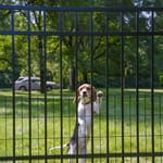 View Jerith SafetyPup Mesh