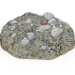 View Fossil Digs Sea Shells