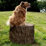 View Big Stump Jump