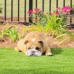 View Pet Turf