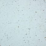 View Cork Wall Tiles: Beachside Blue