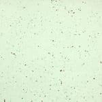 View Cork Wall Tiles: Seafoam Green