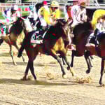 View Equestrian: Stabilizer Racing Surface