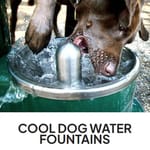 View Cool Dog Water Fountains