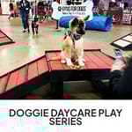 View Doggie Daycare Play Series