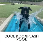 View Cool Dog Splash Pool