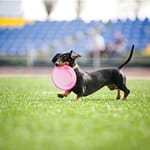 View Pup Turf