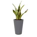 View PurePots: Repton Tapered Round Fiberglass Planter - 4322R