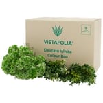 View Delicate White Color Box/Finishing Foliage