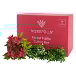 View Forest Flame Colour Box