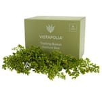 View Trailing Buxus Texture Box
