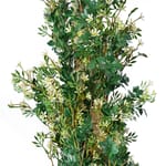View Trailing Jasmine