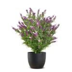 View French Lavender UV-IFR