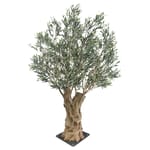 View Olea Bella Olive Tree UV-IFR