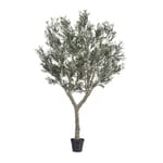 View Cielo Verdi Olive Tree UV-IFR
