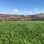 View RTF® + HGT SOD