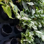 View Maxplantwall Indoor Pot Green Wall System