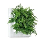 View BioMontage® Live!