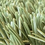 View ShieldScape: HYBRID TURF