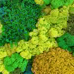 View Moss Walls