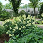View Limelight Prime® - Hydrangea paniculata