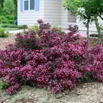 View Spilled Wine® - Weigela florida