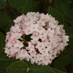 View Spice Baby® - Viburnum carlesii 