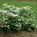 View Steady Eddy™ - Viburnum plicatum var. tomentosum
