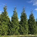 View Spring Grove® - Thuja plicata