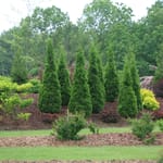 View North Pole® - Thuja occidentalis 