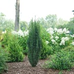 View Stonehenge® - Taxus x media