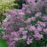 View Bloomerang® Dark Purple - Syringa 