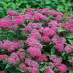 View Double Play Doozie® - Spiraea x 'NCSX2'