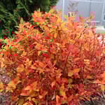 View Double Play® Candy Corn® - Spiraea japonica